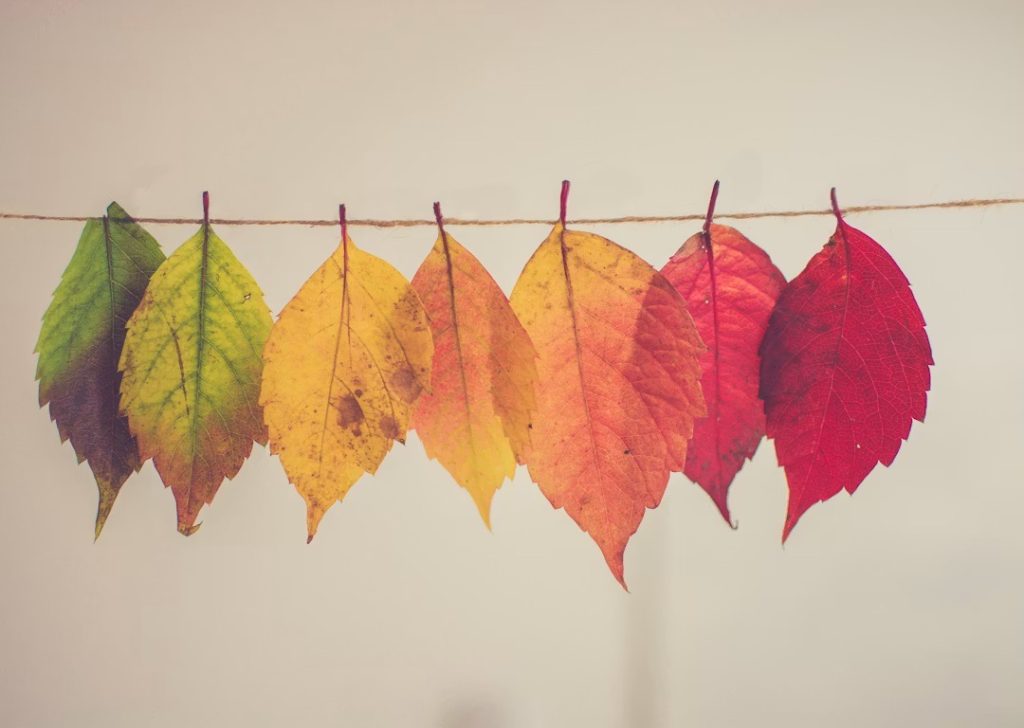 Leaves changing slowly over time representing small improvements in mental health recovery